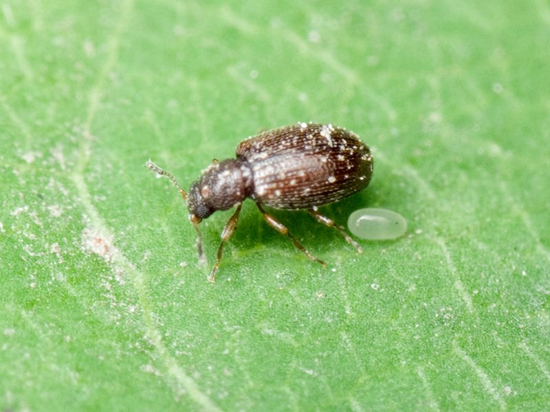 Cortinicara gibbosa (Herbst, 1793)